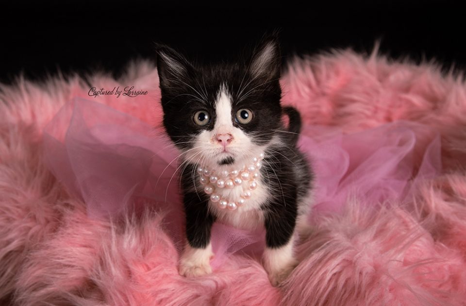 Illinois Kitten Photography